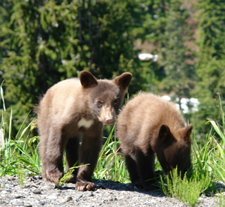 bears in alpine meadow